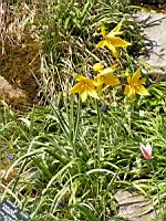 Carlina Acanthifolia (ss-esp. Cynara) (fam. Composees) (Europe) (03) (Photo F. Mrugala)